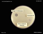 vibrio cholerae polymyxin B